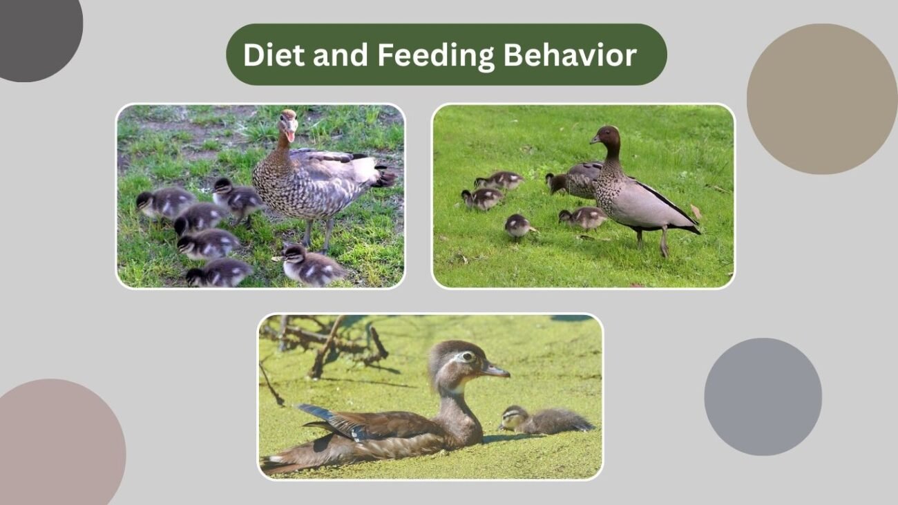 Diet and Feeding Behavior
