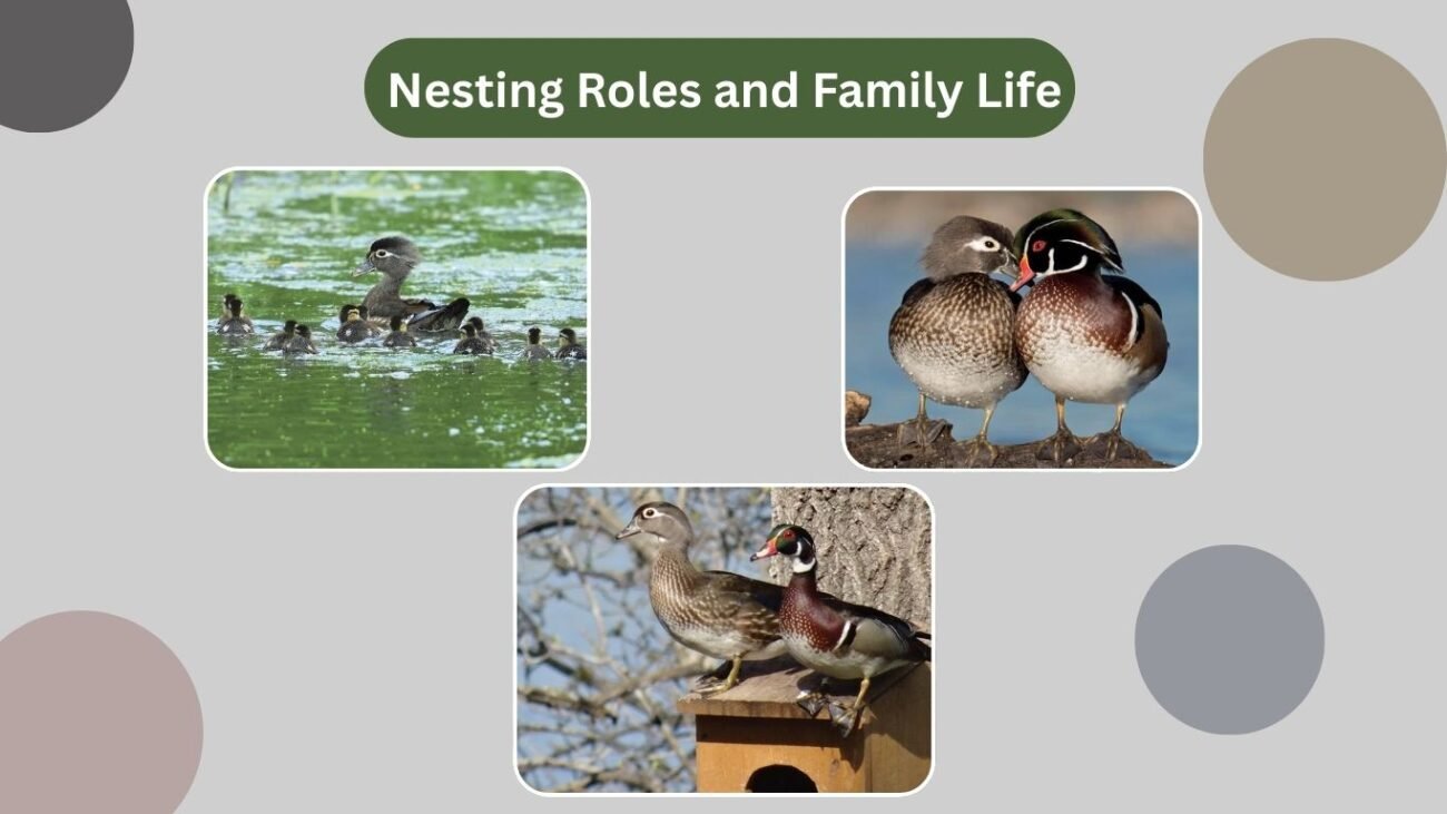 Nesting Roles and Family Life