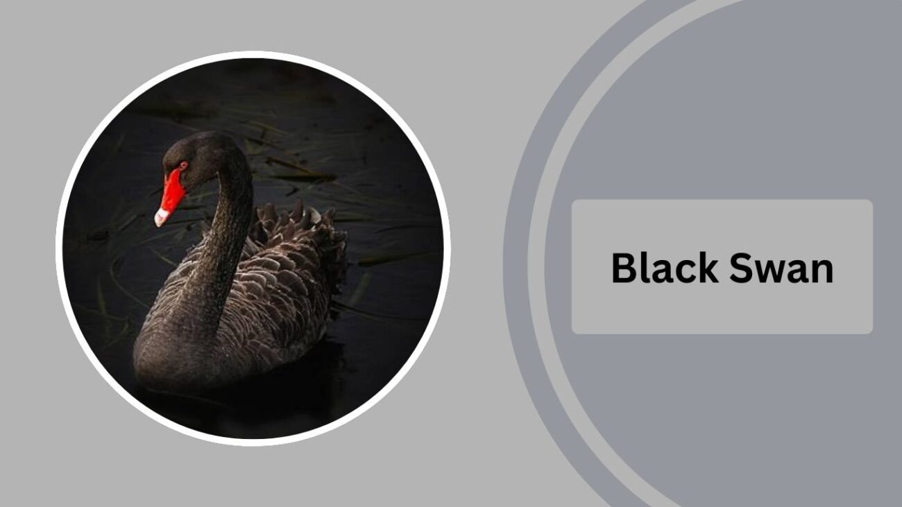 Black Swan