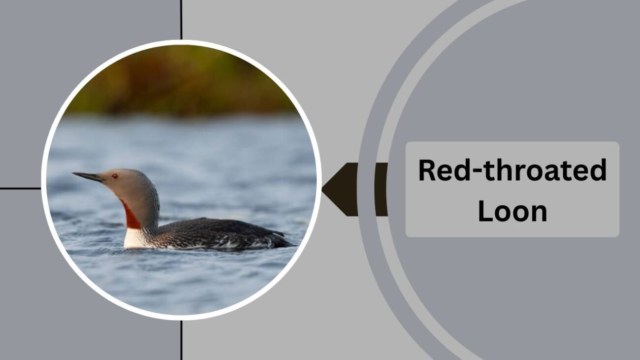 Red-throated Loon