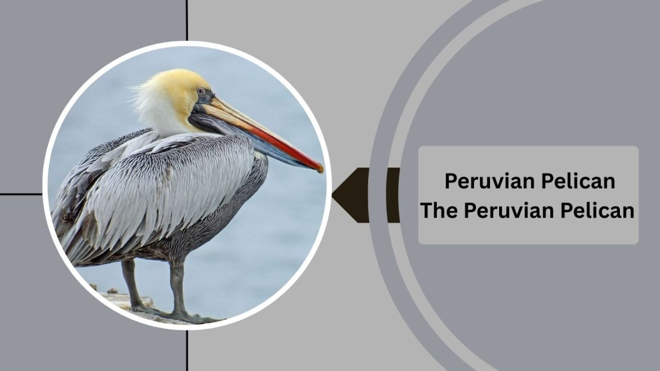 Peruvian Pelican