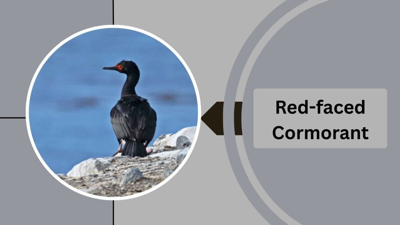  Red-faced Cormorant