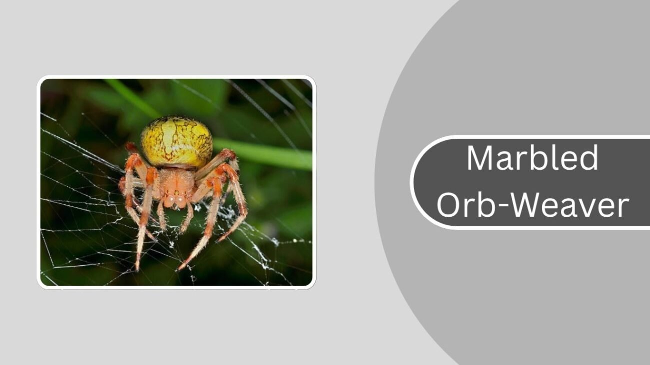 Marbled Orb-Weaver