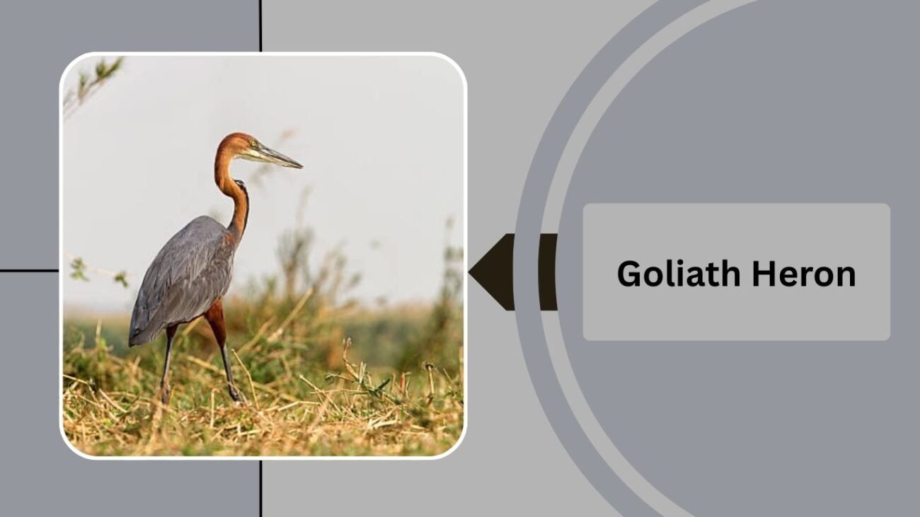Goliath Heron
