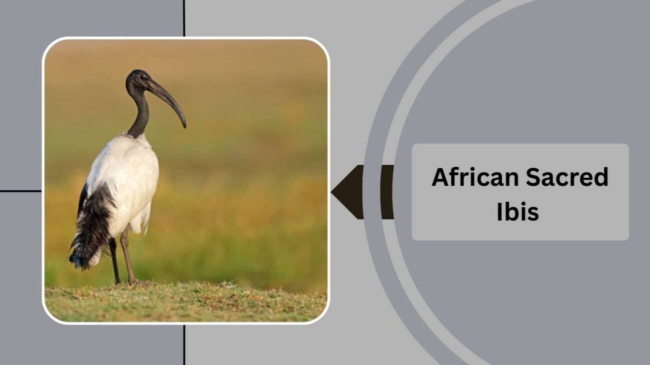  African Sacred Ibis
