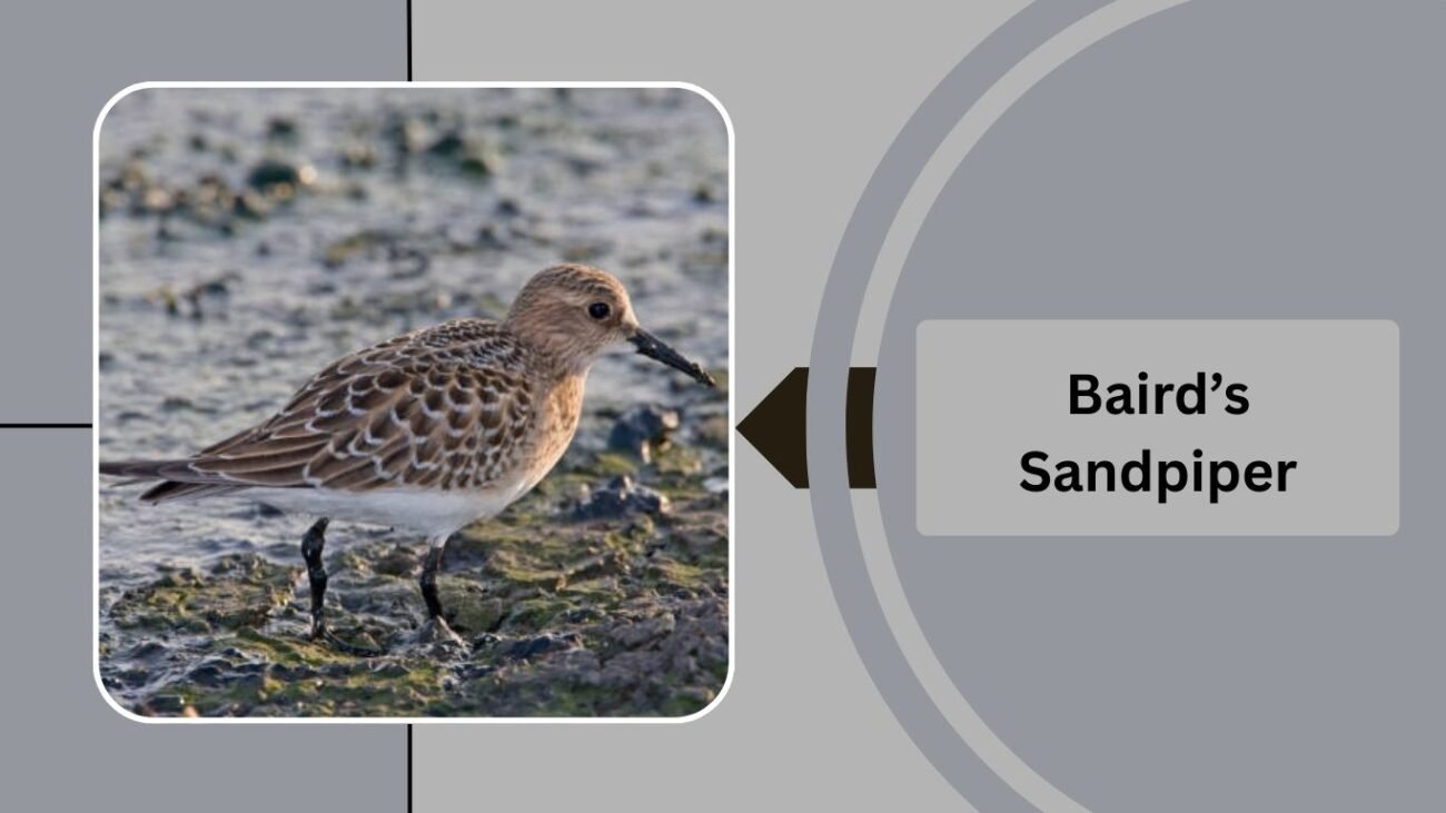 Baird’s Sandpiper