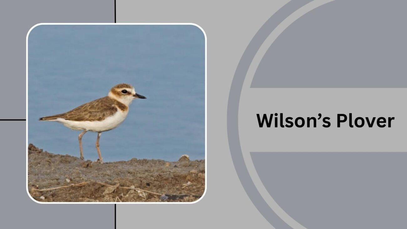 Wilson’s Plover
