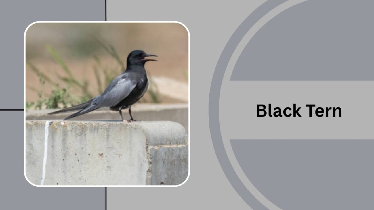 Black Tern