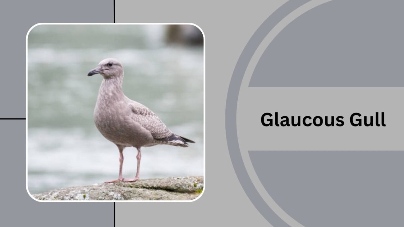 Glaucous Gull