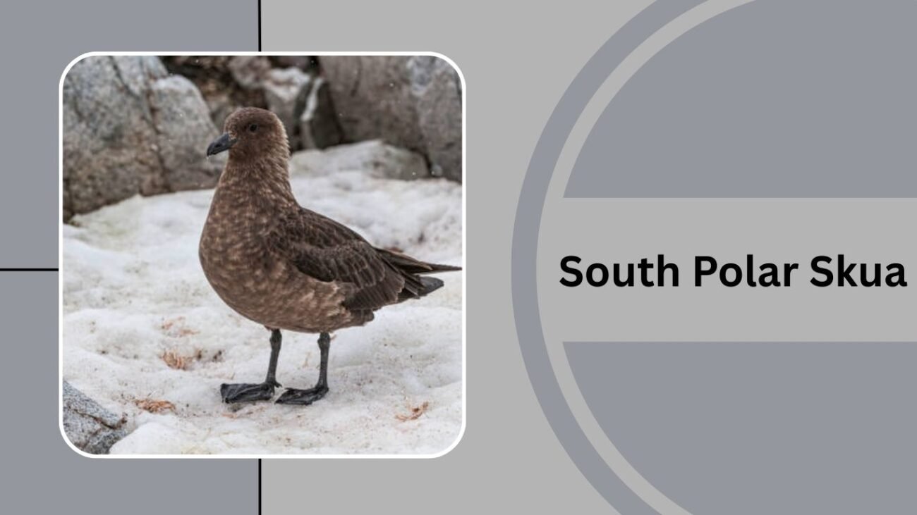 South Polar Skua