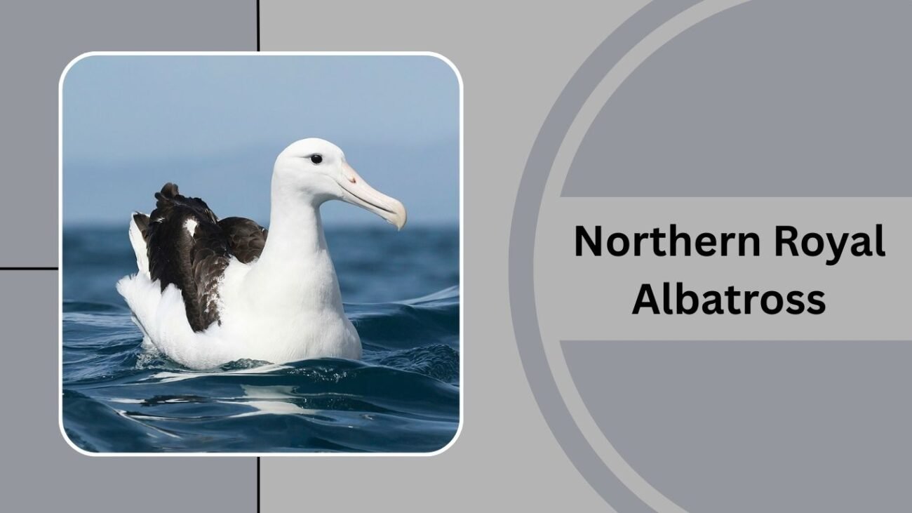Northern Royal Albatross