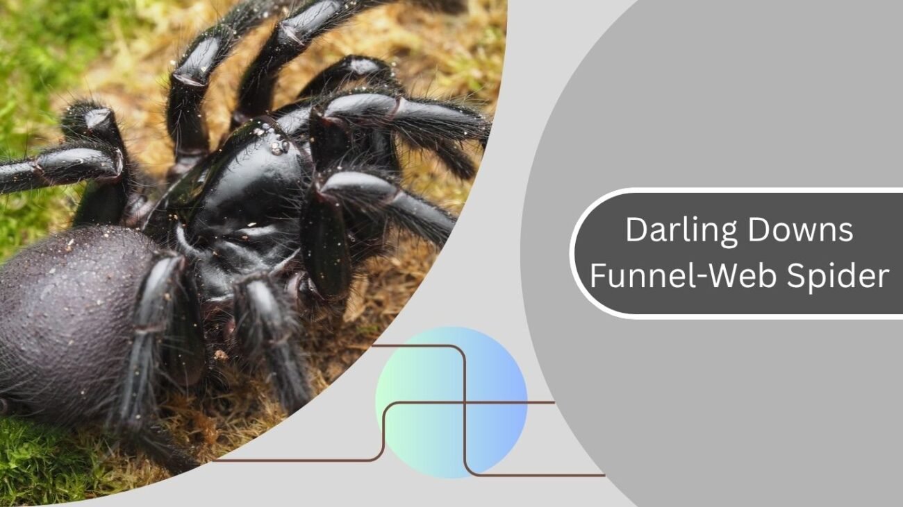 Darling Downs Funnel-Web Spider