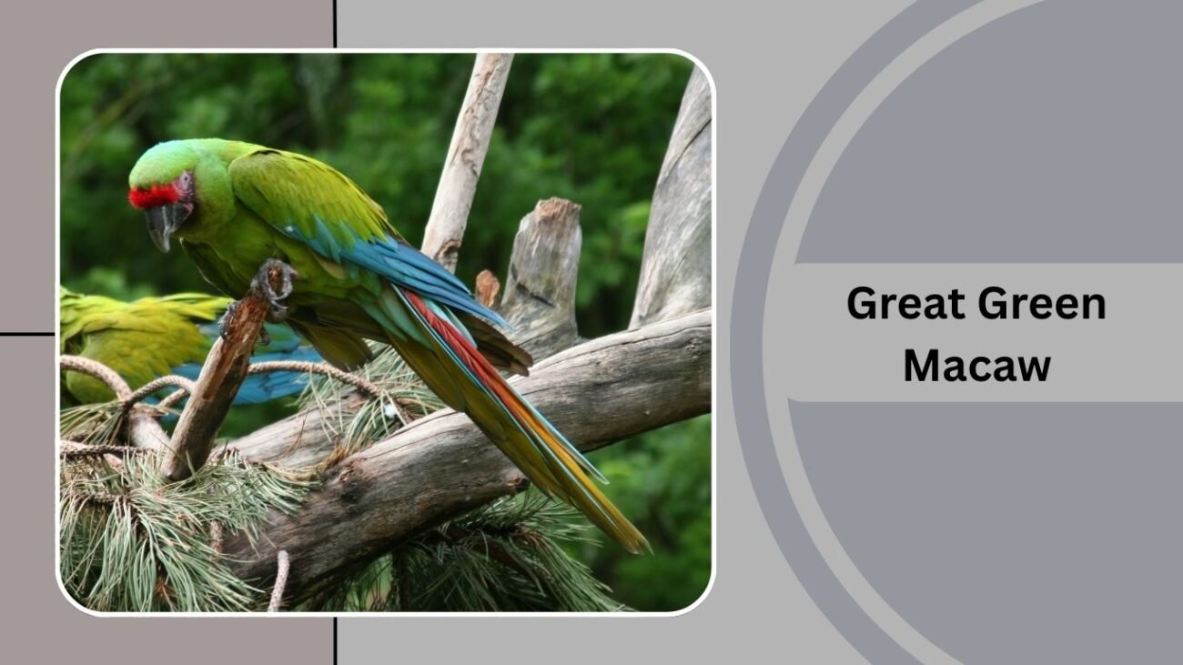 Great Green Macaw