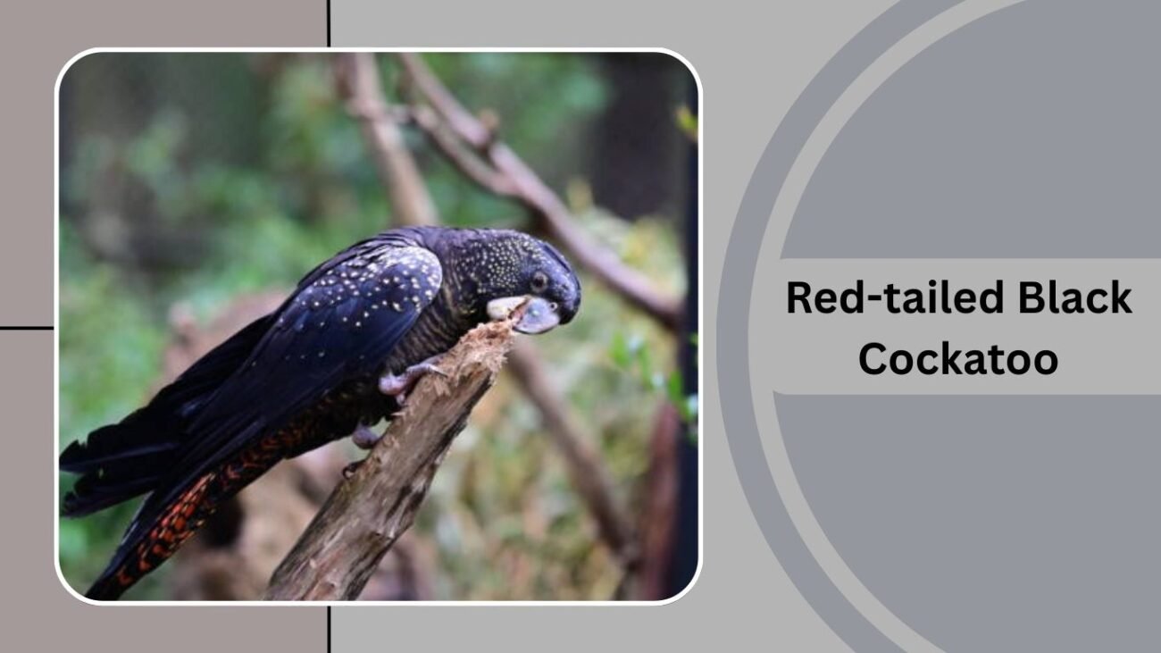  Red-tailed Black Cockatoo