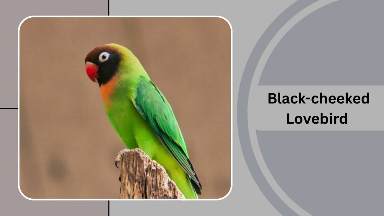 Black-cheeked Lovebird