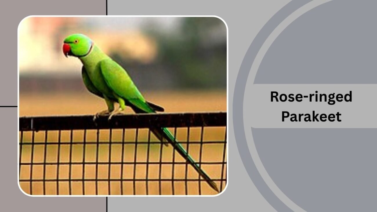 Rose-ringed Parakeet