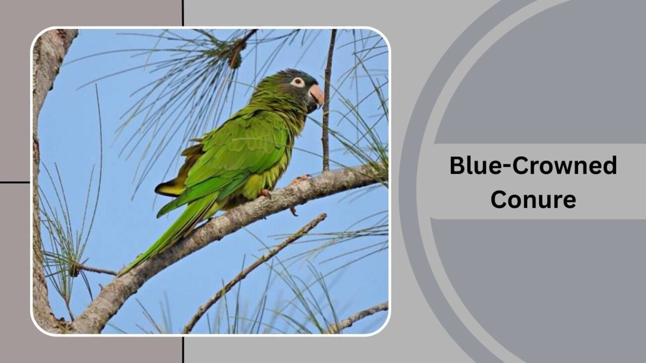 Blue-Crowned Conure