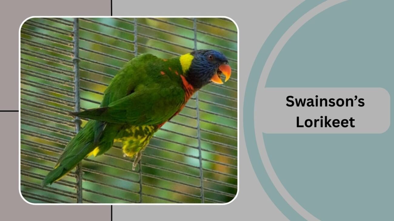 Swainson’s Lorikeet