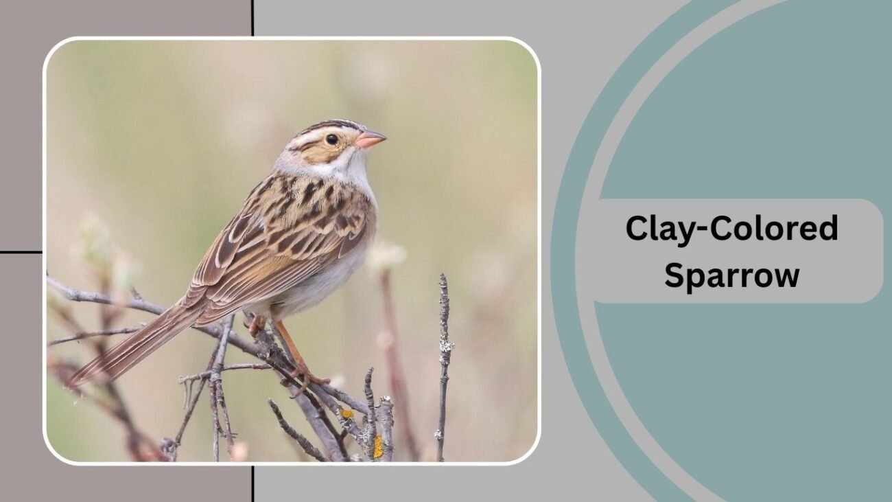 Clay-Colored Sparrow