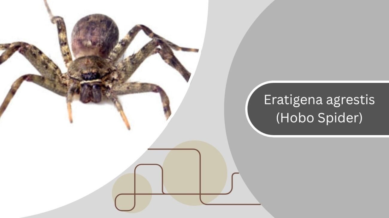  Eratigena agrestis (Hobo Spider)