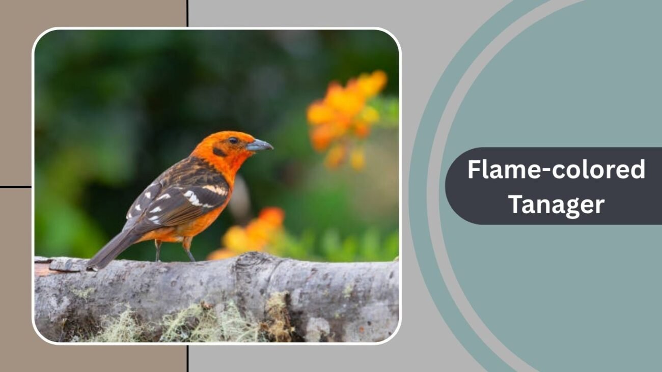  Flame-colored Tanager