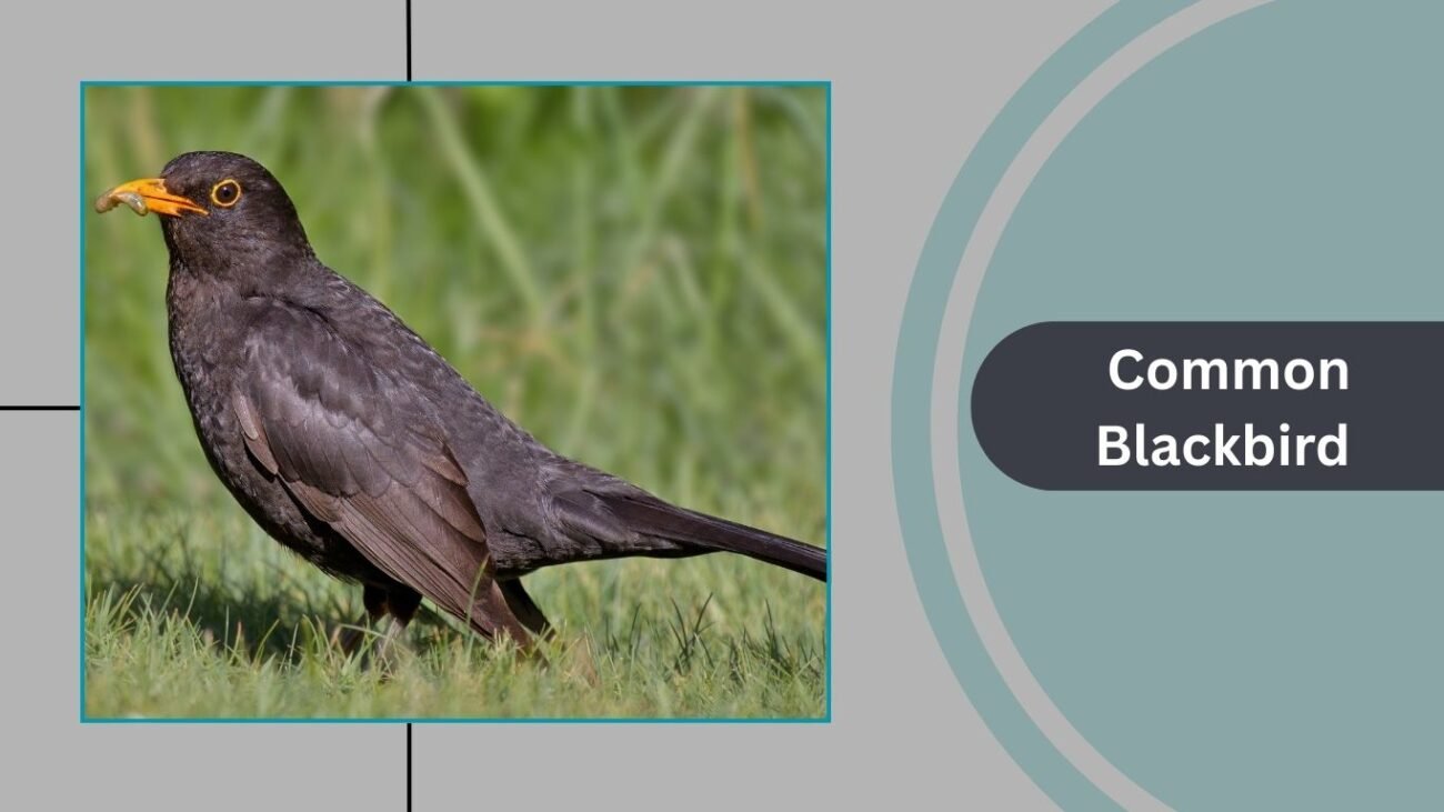 Common Blackbird