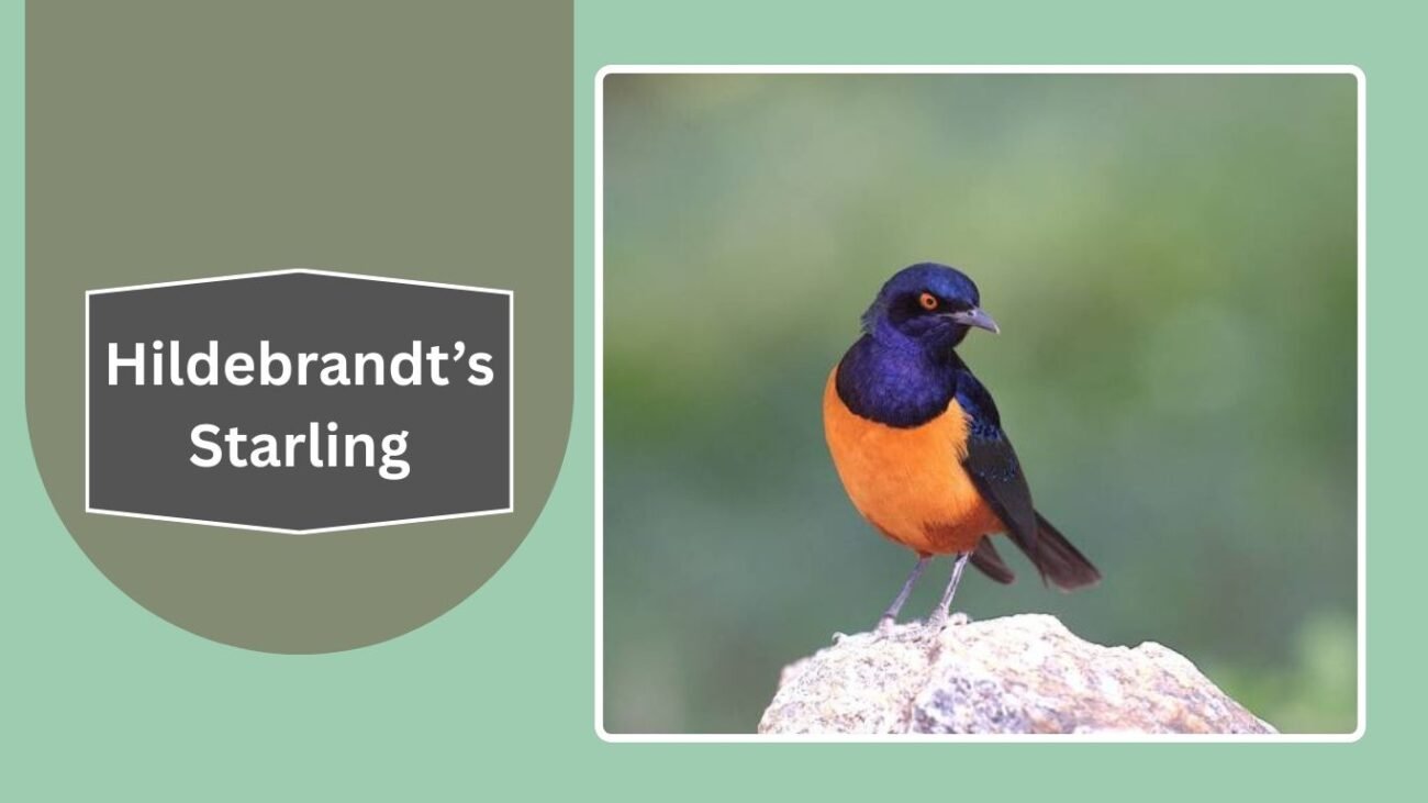 Hildebrandt’s Starling