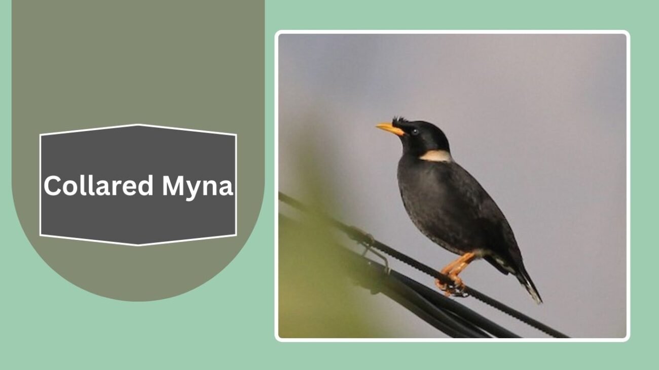 Collared Myna