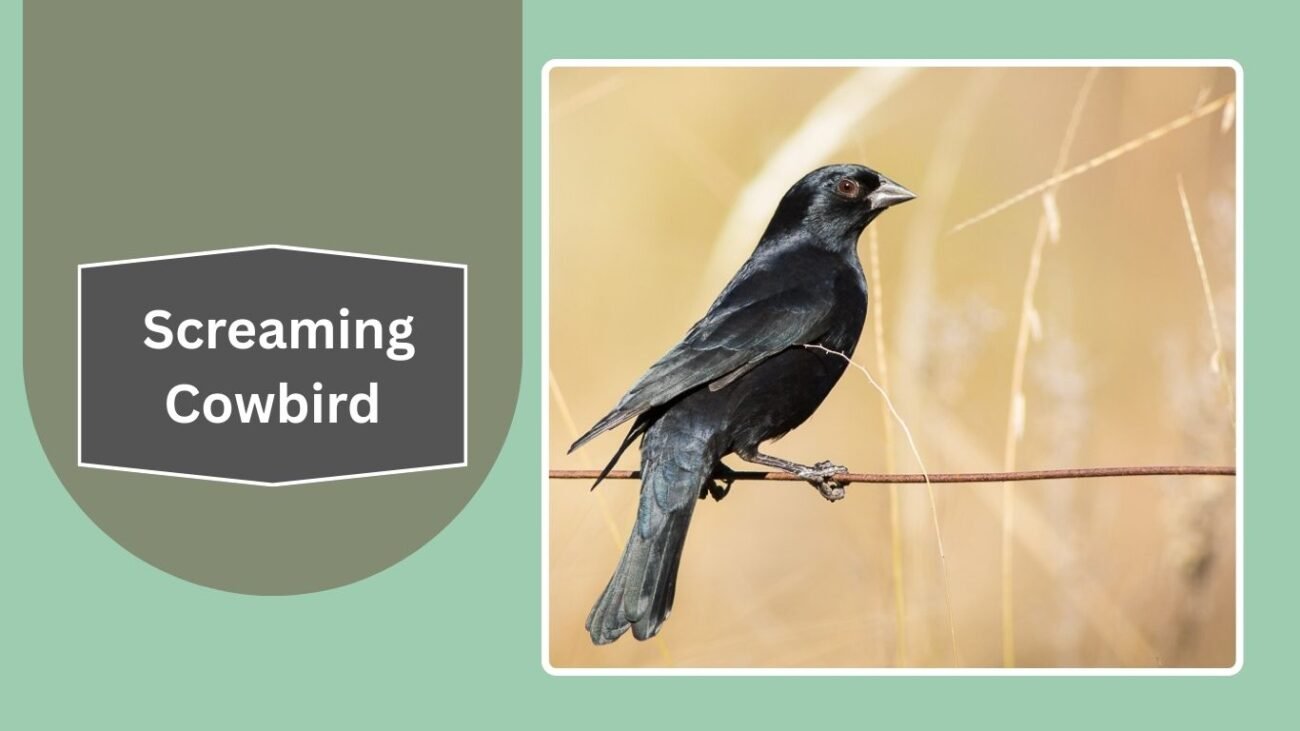Screaming Cowbird