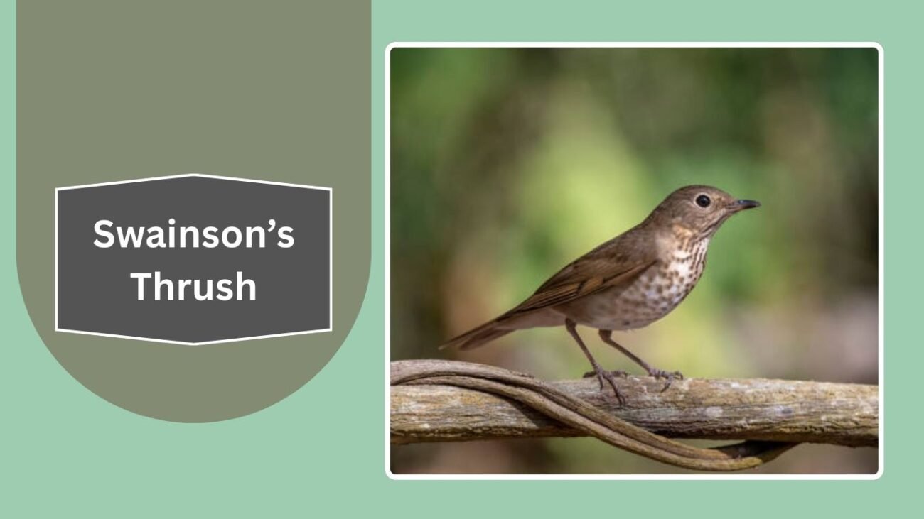 Swainson’s Thrush