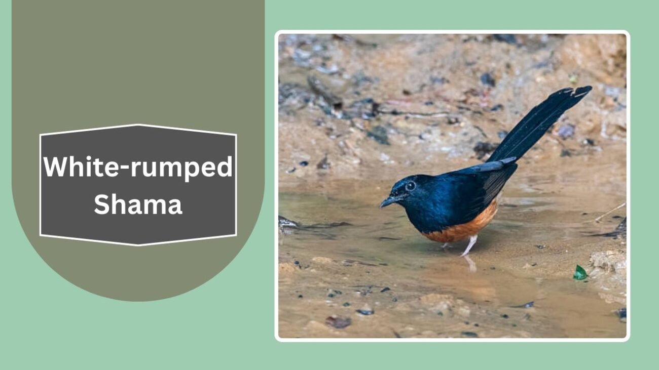 White-rumped Shama