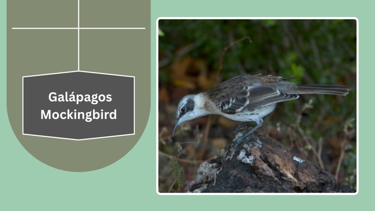Galápagos Mockingbird