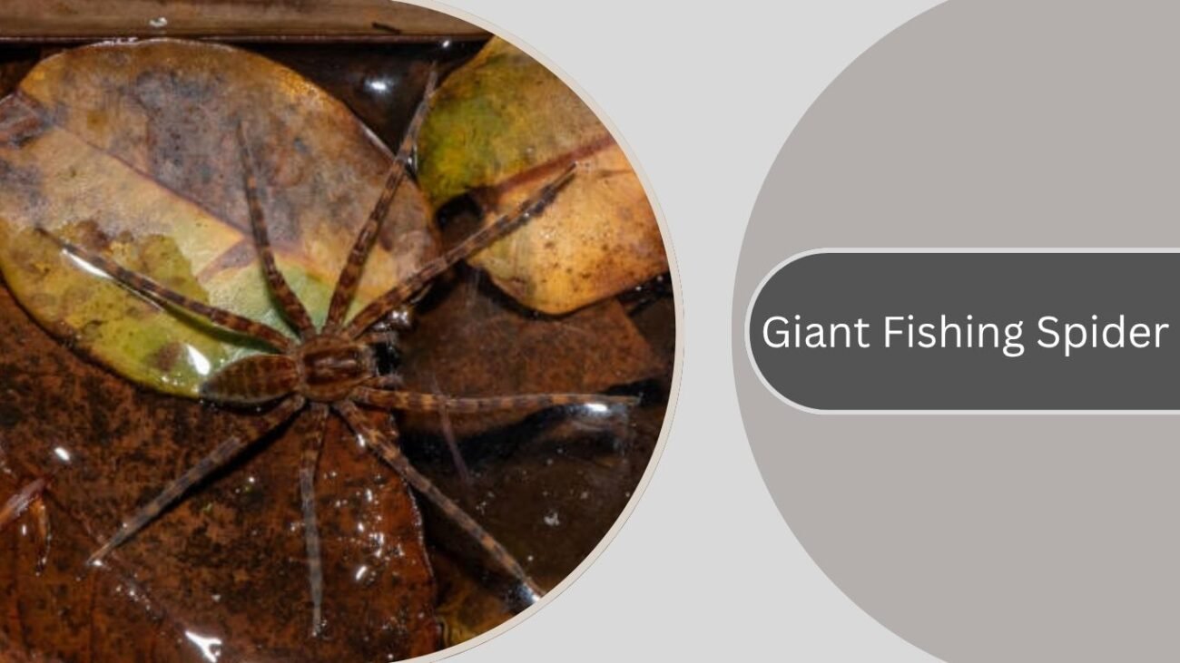 Giant Fishing Spider
