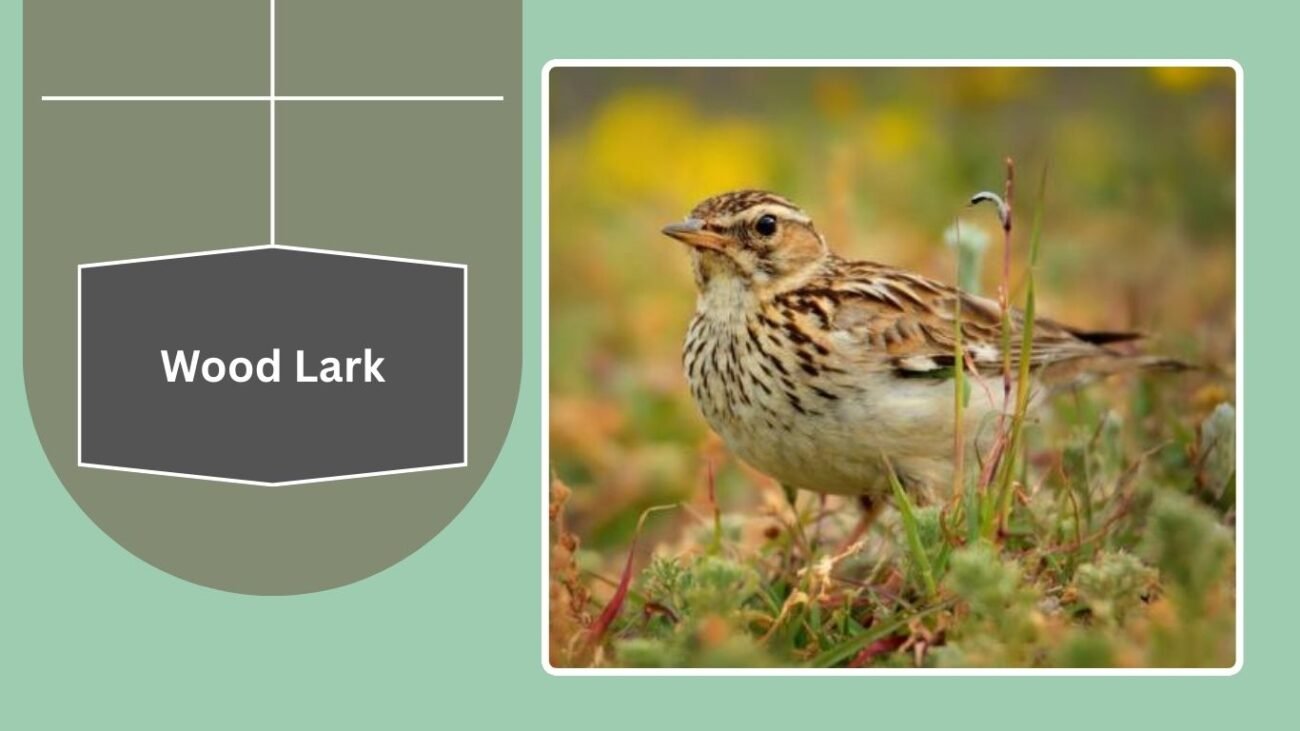 Wood Lark