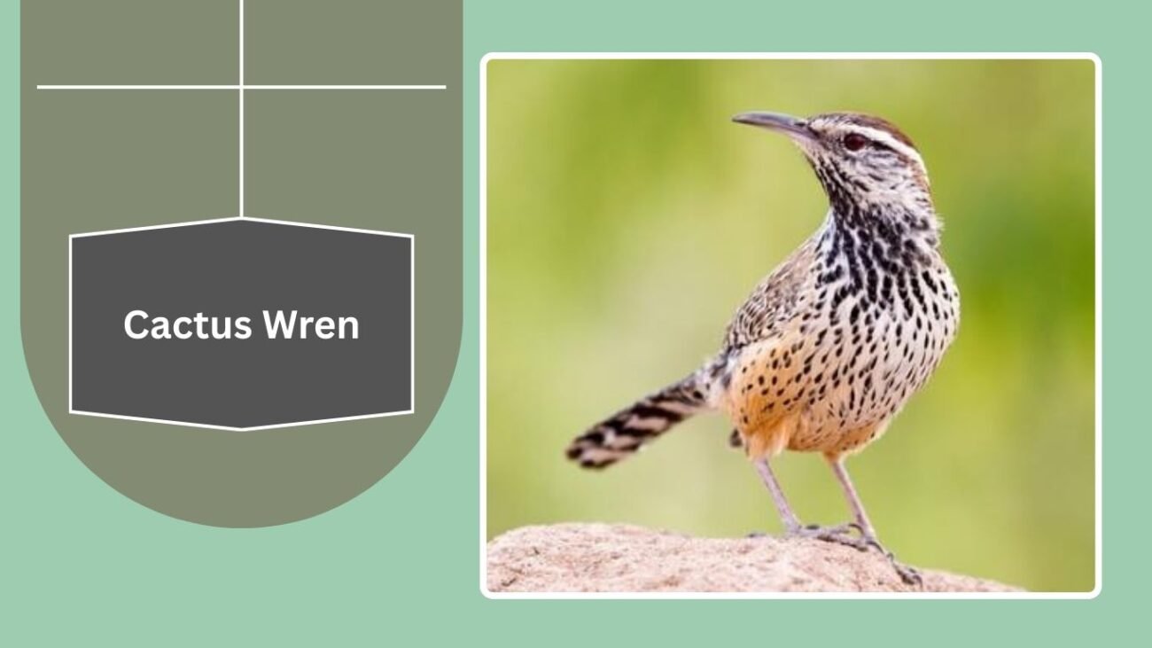 Cactus Wren