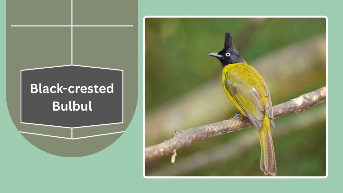 Black-crested Bulbul