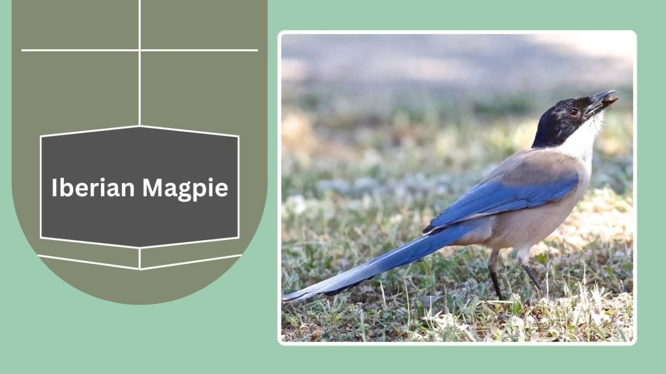  Iberian Magpie