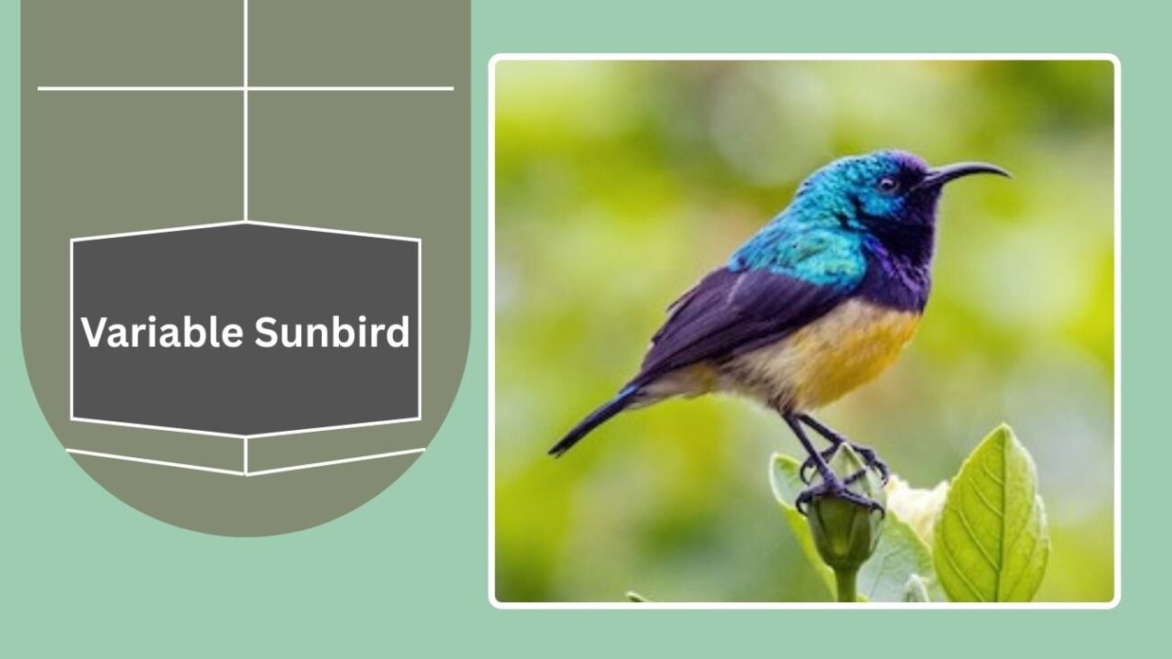 Variable Sunbird