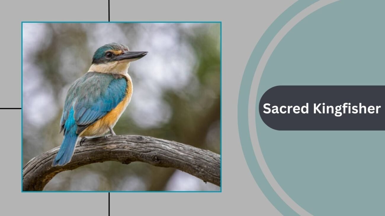 Sacred Kingfisher