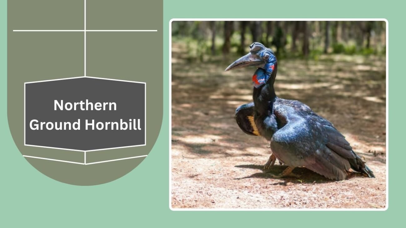 Northern Ground Hornbill