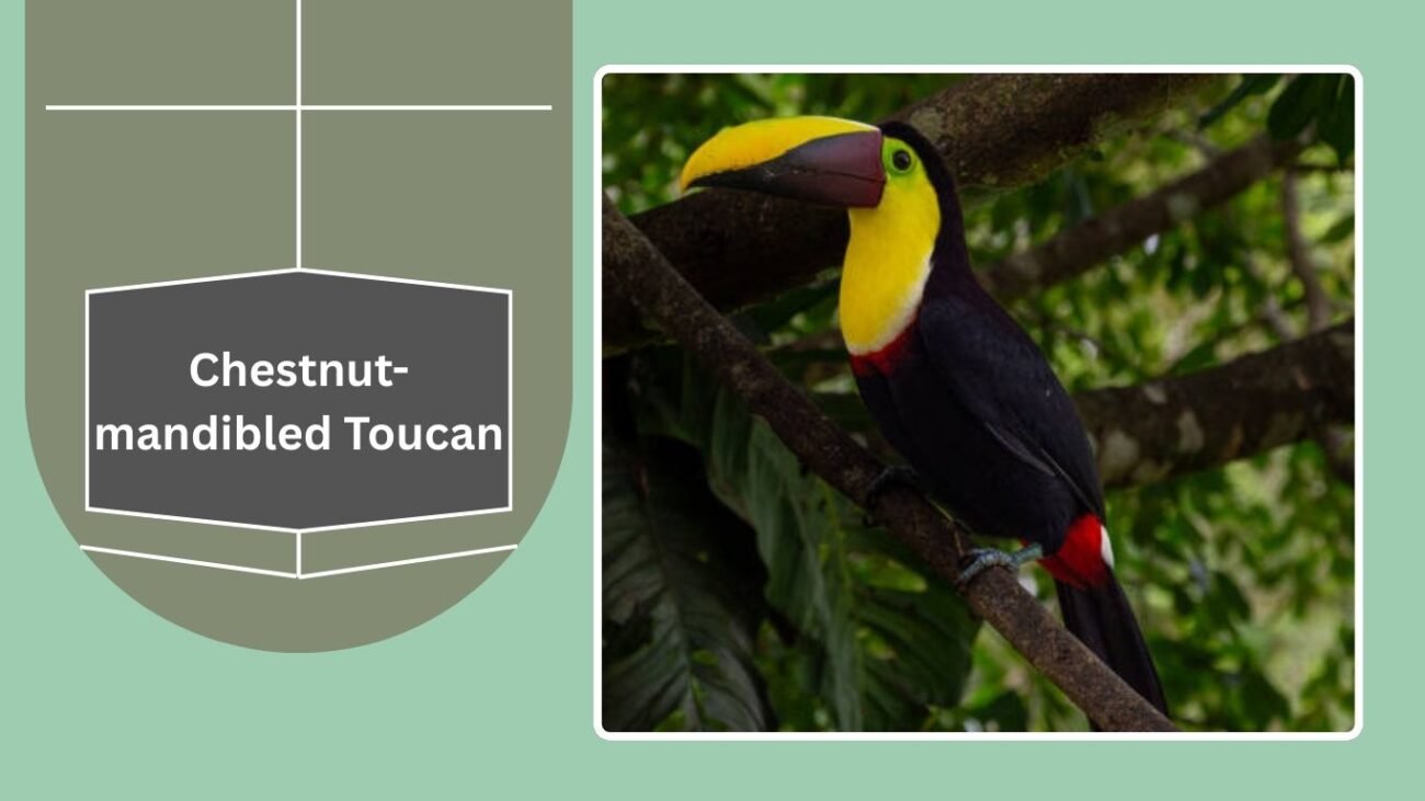 Chestnut-mandibled Toucan