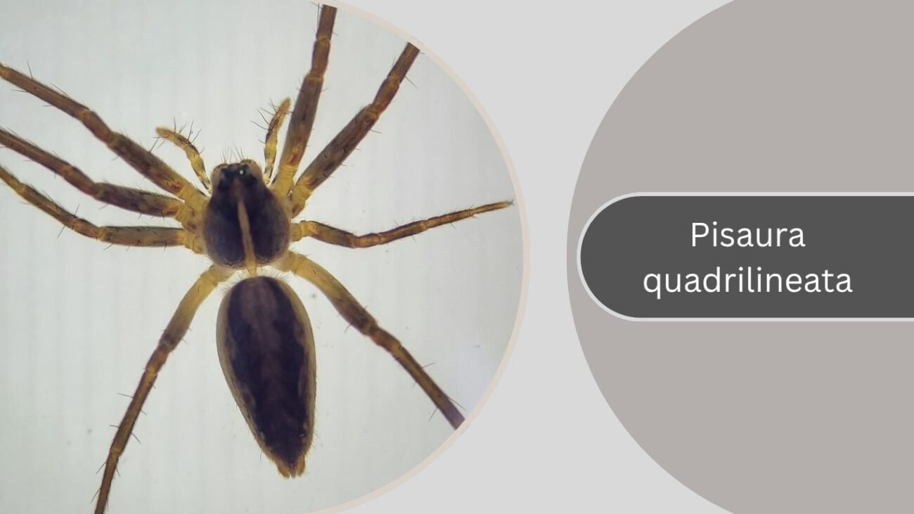 Pisaura quadrilineata