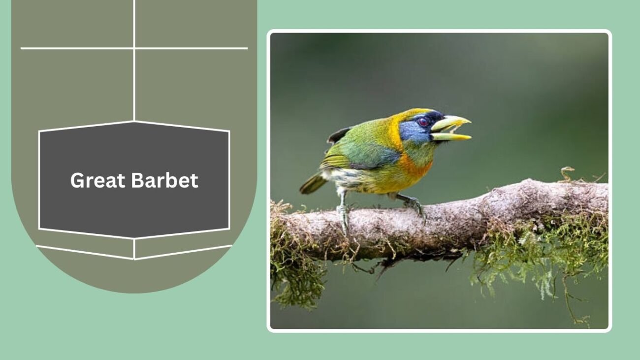 Great Barbet
