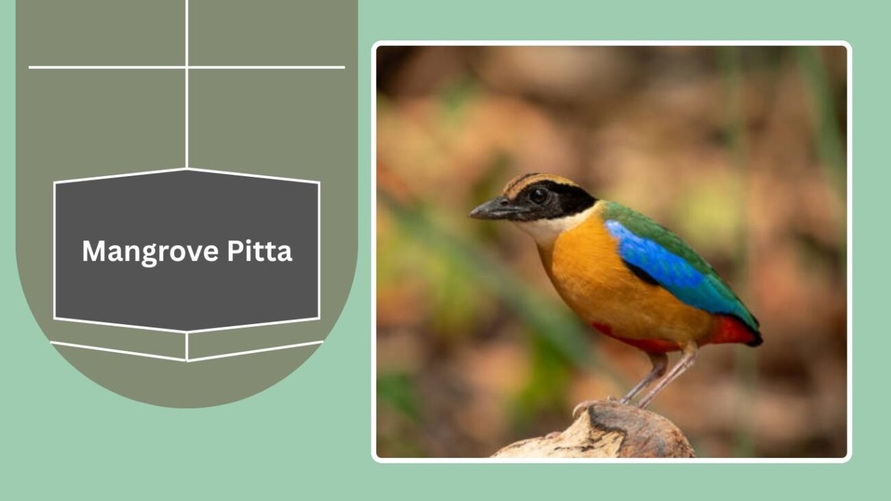 Mangrove Pitta