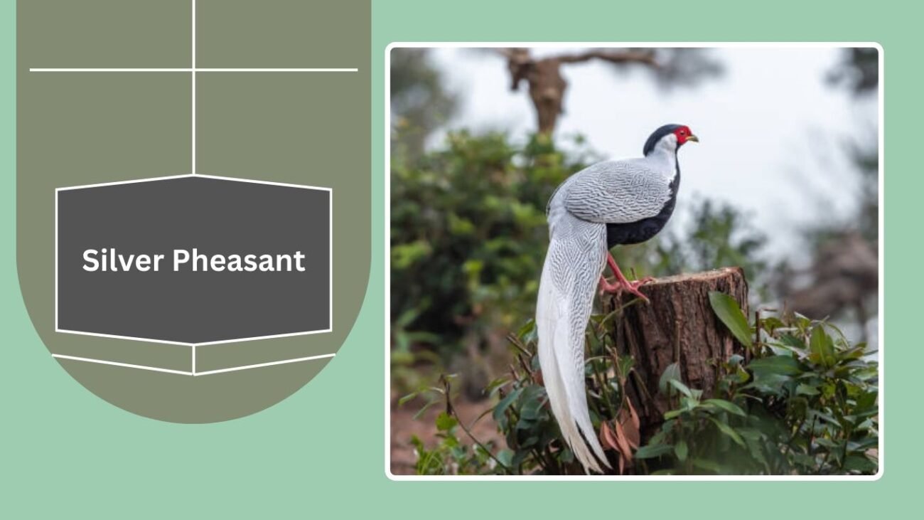 Silver Pheasant