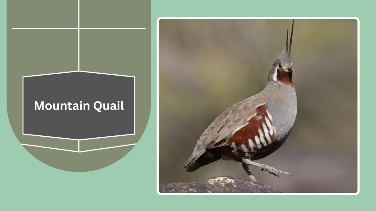  Mountain Quail