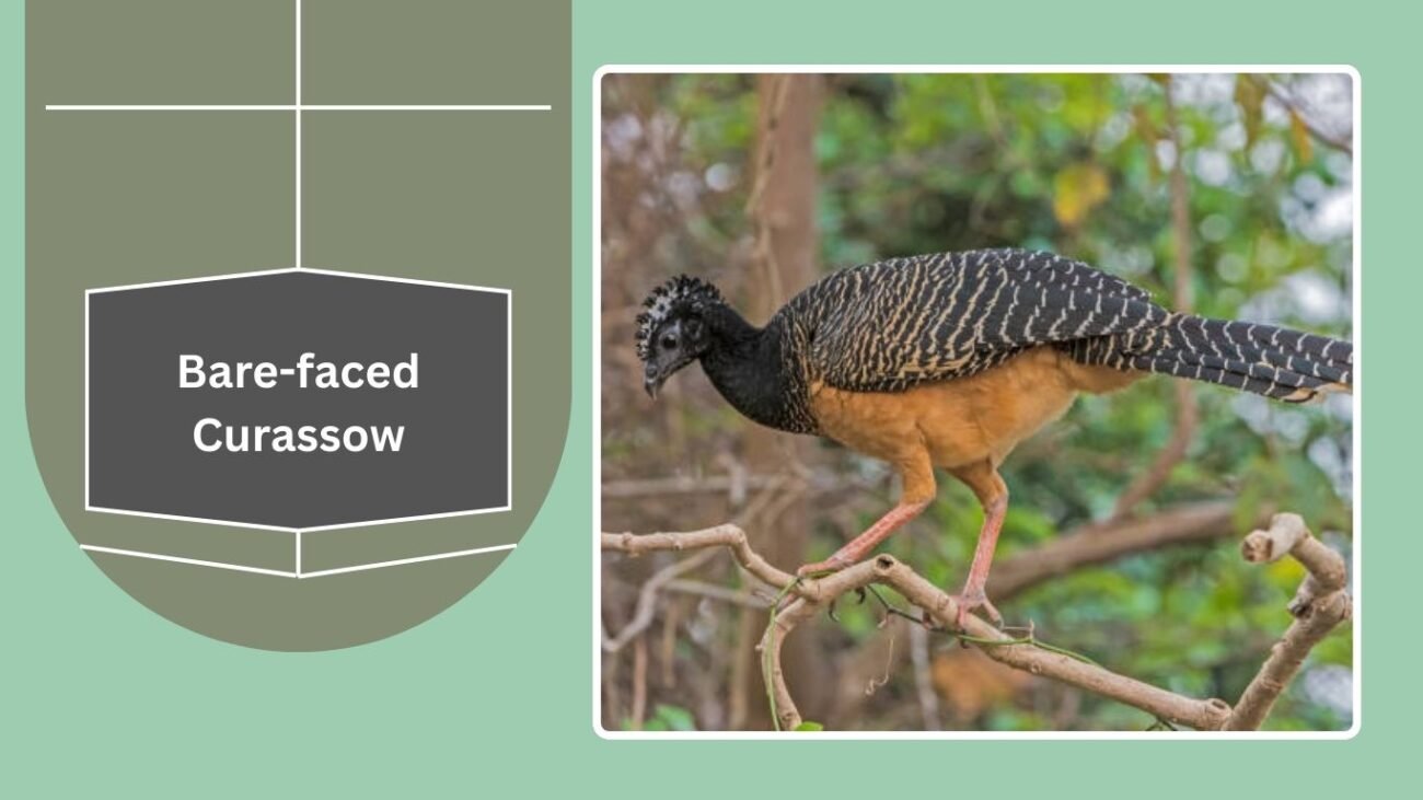Bare-faced Curassow