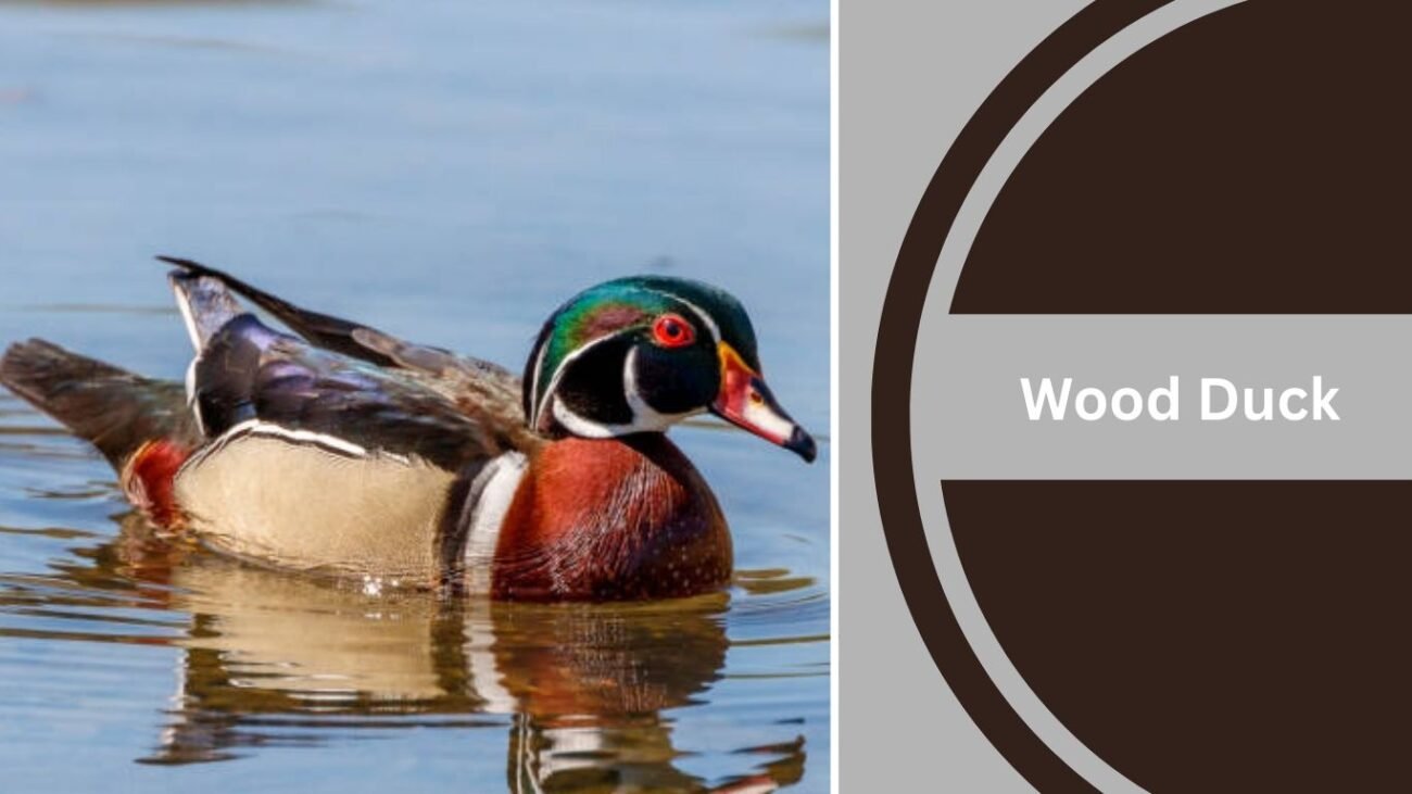 Wood Duck