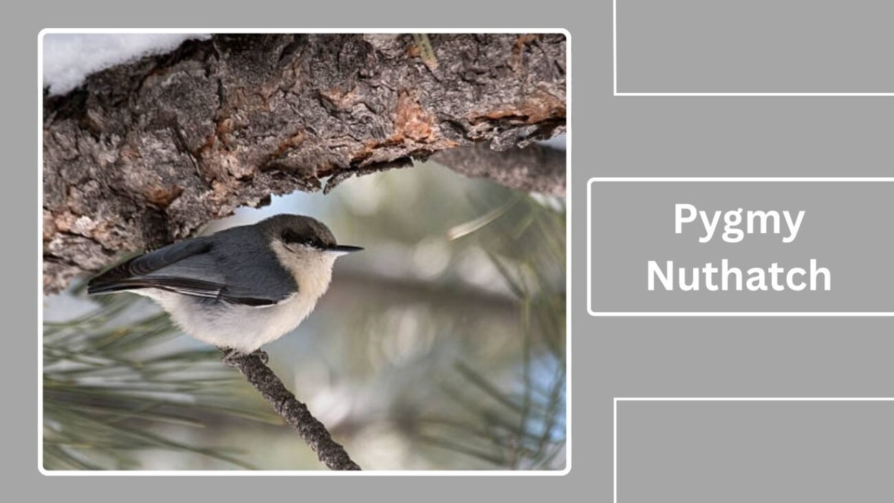 Pygmy Nuthatch
