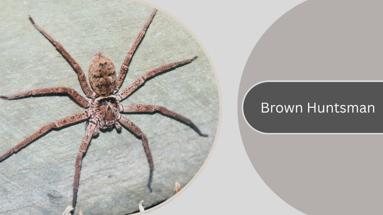 Brown Huntsman
